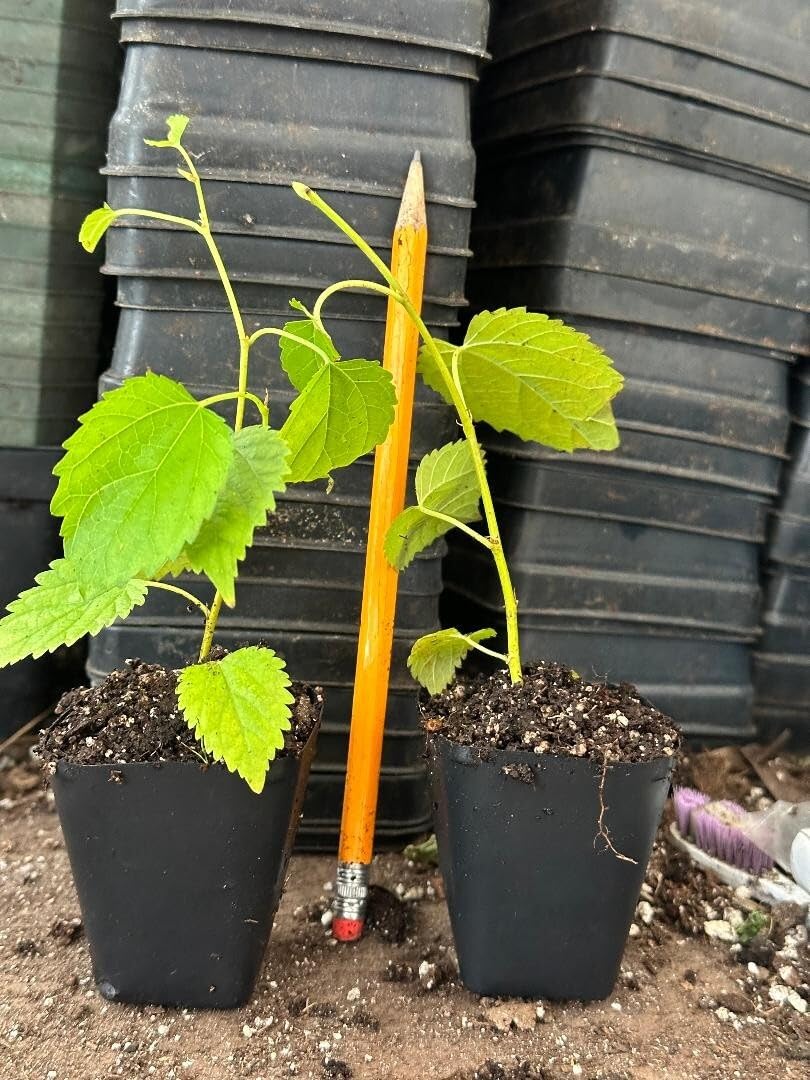 Live Plant - Dwarf Everbearing Mulberry Tree-Starter Plant- Morus nigra Plant Edible Fruit