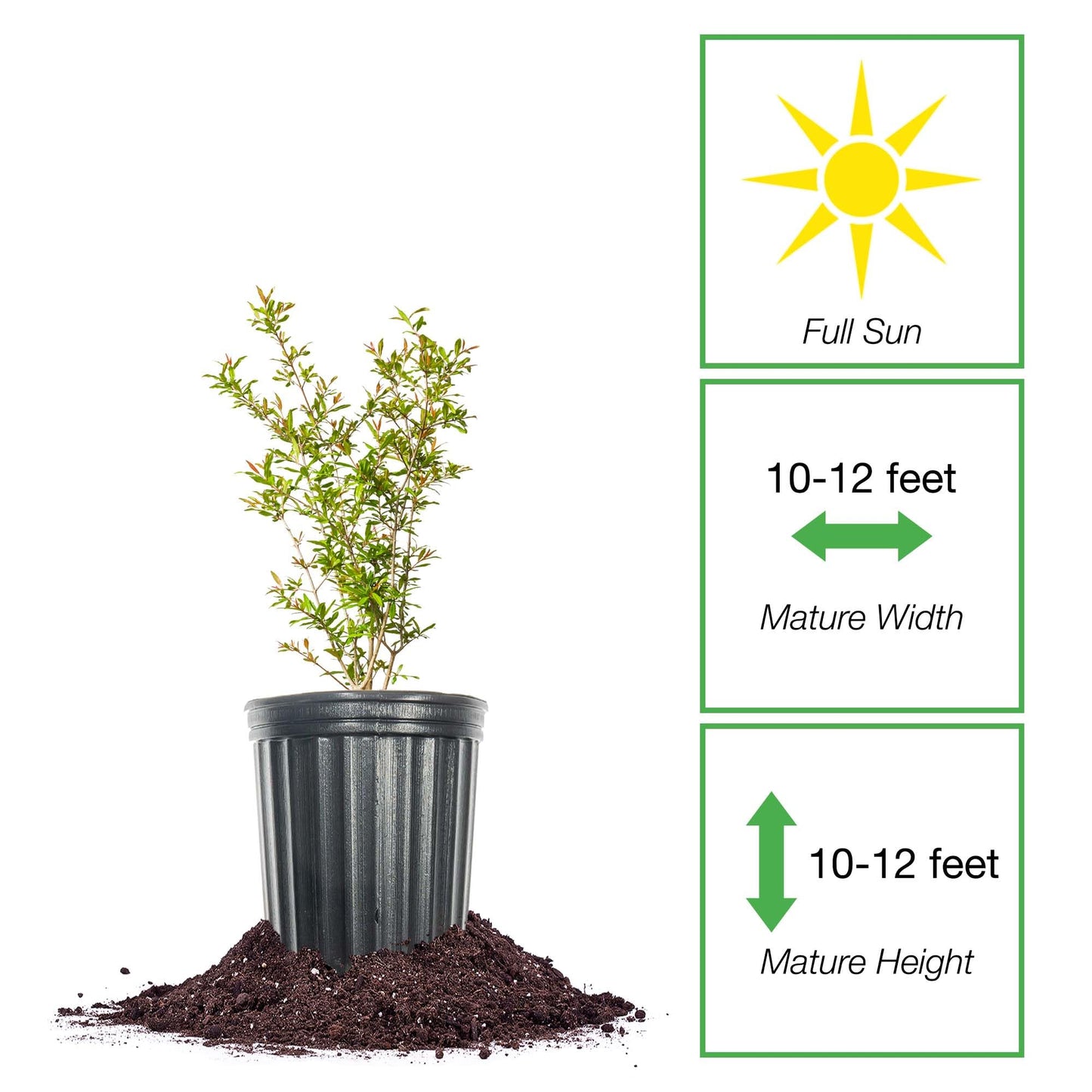 Perfect Plants Kara Bala Miursal Pomegranate Tree in 1 Gallon Pot | Deep-Crimson Fruit | 20+ lbs Per Season | Cold Hardy to 5°F | Self-Fertile | Zones 7-10