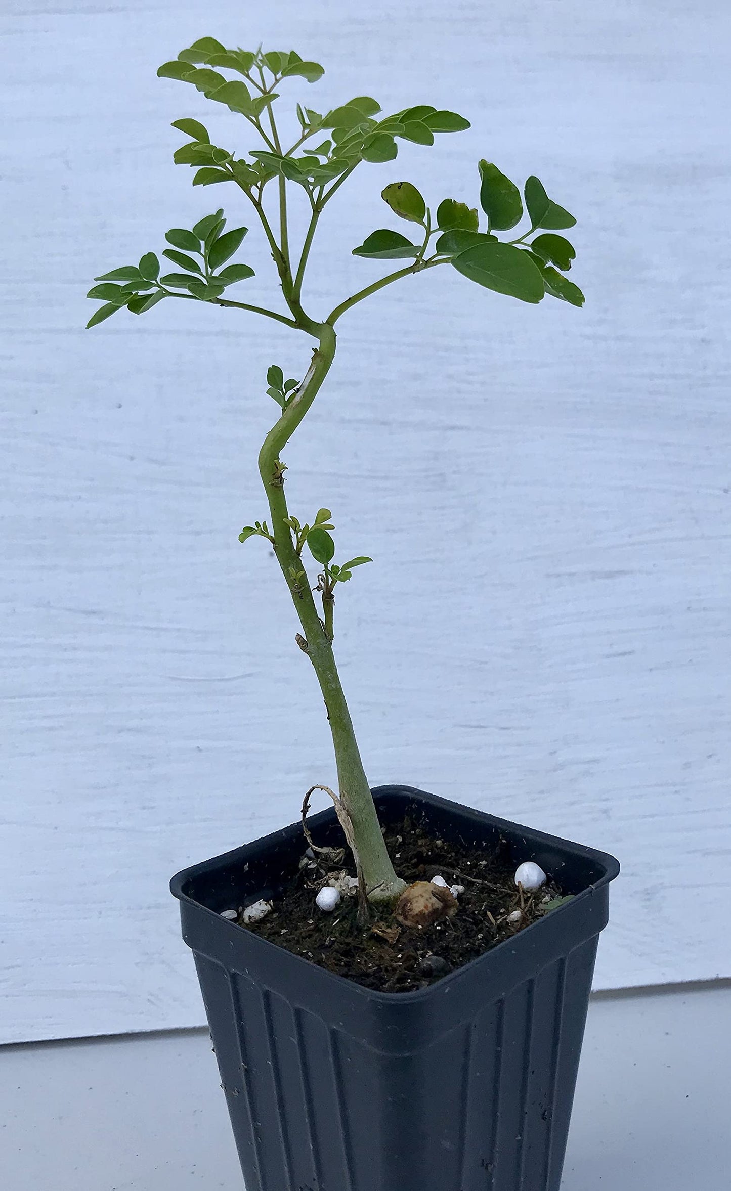 Moringa Tree ~ Moringa oleifera ~ Live Starter Plant 353413464