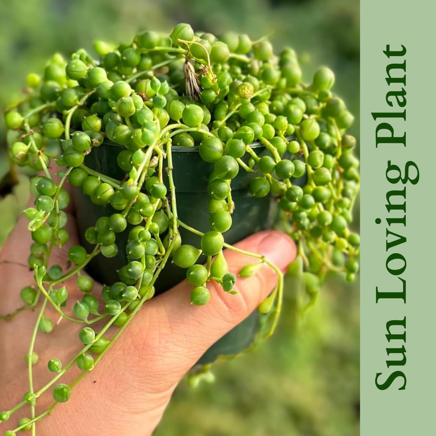 3" String of Pearls Plant Live, Succulent Plants Live in Hanging Basket, Rare Houseplant for Home Office Wedding & Gift Decor (Heat Pack Included)