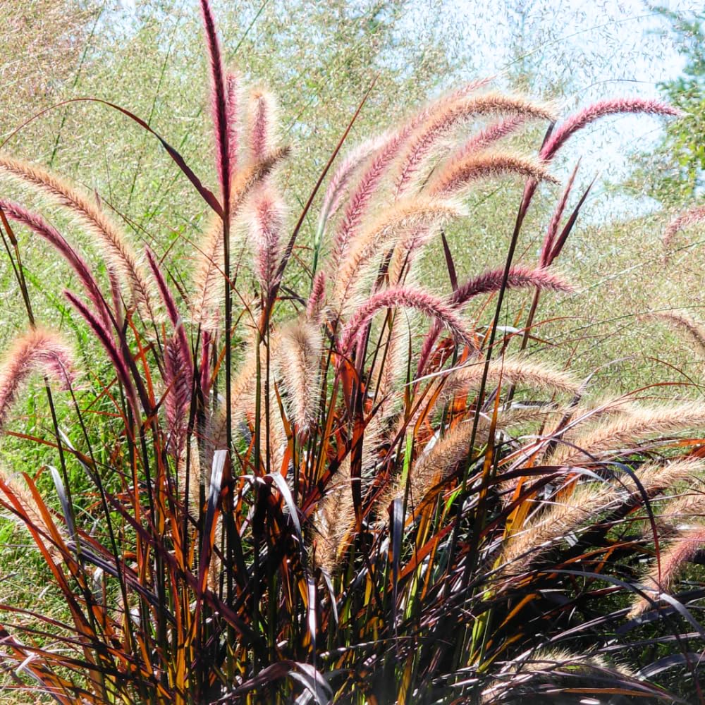 2 Red Fountain Grass Plants Live, Deep Burgundy Ornamental Grass Live Plants for Planting, 4-7" Tall, Well Rooted