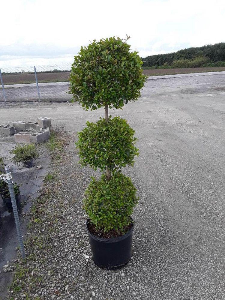 RedCrocus - RedCrocus Dwarf Brush Cherry Eugenia m. 'Globulus' 3 Ball Standard Evergreen Shrub, Perfect for Gardens & Containers, Floral Spring Blooms, Pet Warning 12" Pot