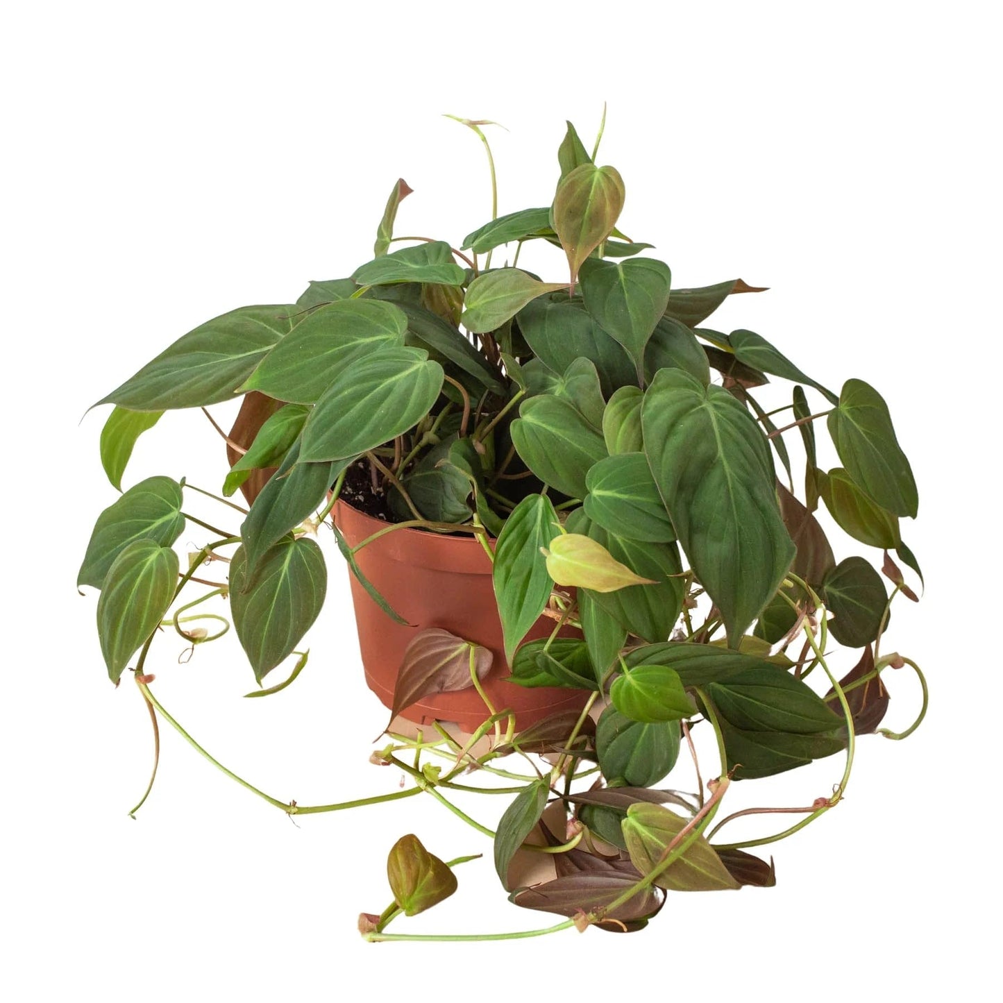 Philodendron 'Velvet' | Live Plant for Indoor & Outdoor | for Living Room, Office, Bathroom | (6" Pot)