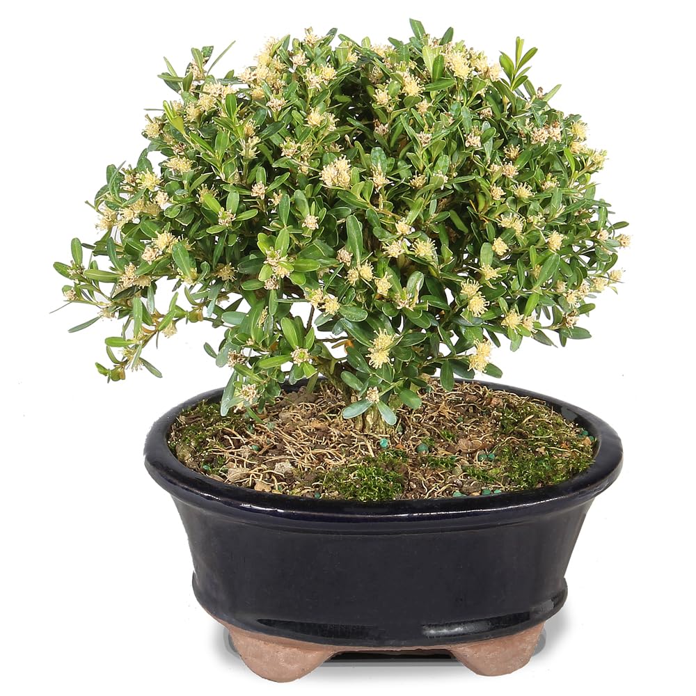 Brussel's Live Harland Boxwood Outdoor Bonsai Tree - 3 Years Old; 6" to 8" Tall with Decorative Container
