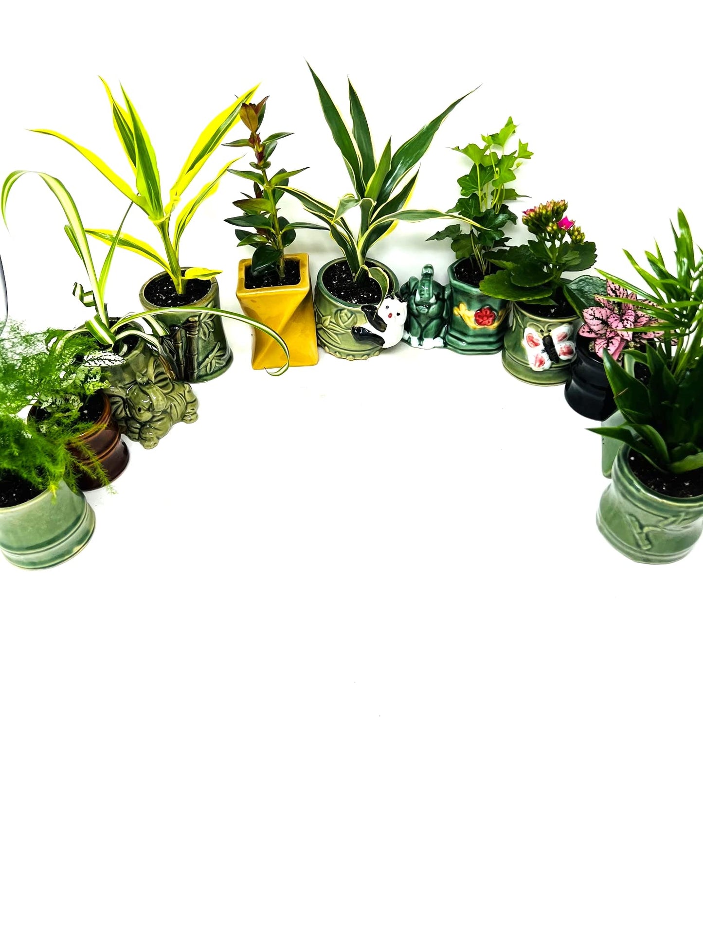 JM BAMBOO Easy to Care Plants Collection- 6 Pack 2'' Ceramic Pot -Live Houseplants