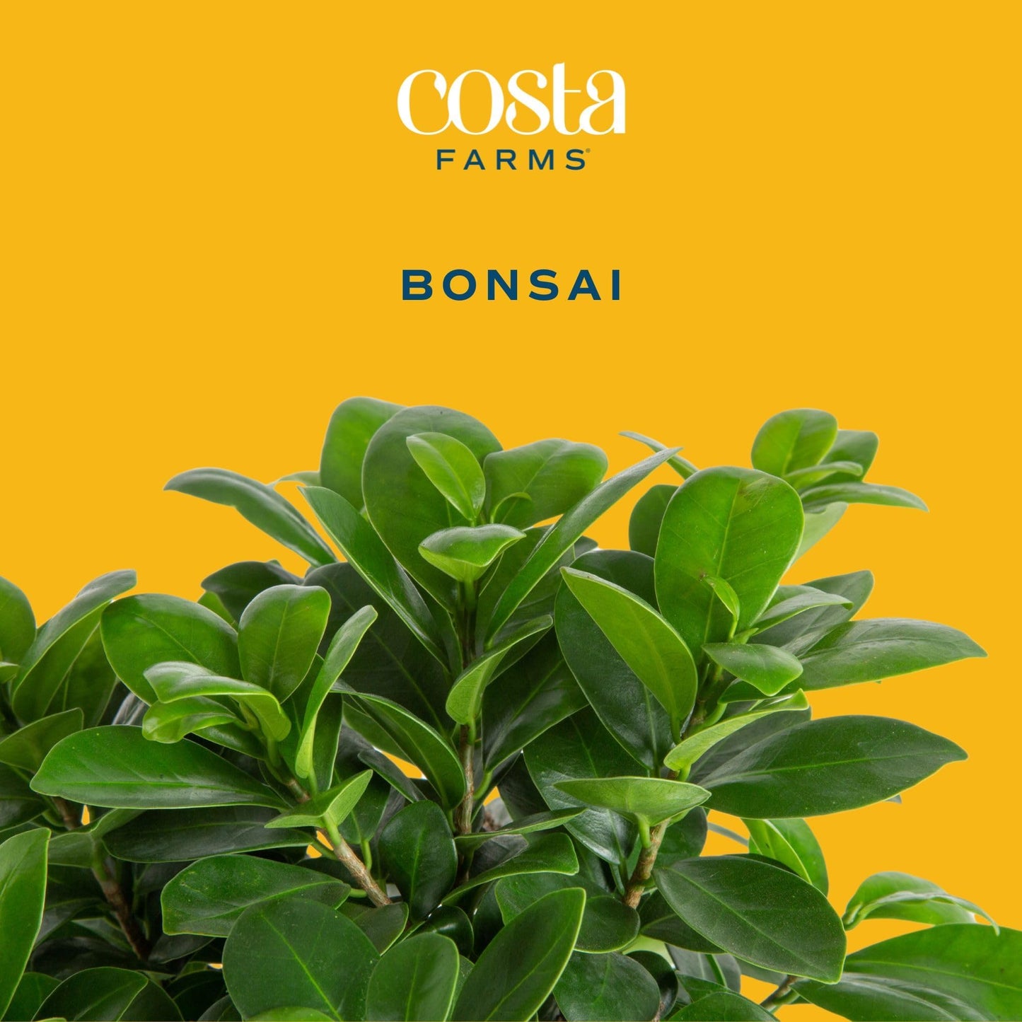 Costa Farms Bonsai Tree Kit, DIY Live Bonsai Tree Includes Tools, Potting Soil Mix, Plant Pot, Indoor Gardening, Birthday Gift, 10-Inches Tall