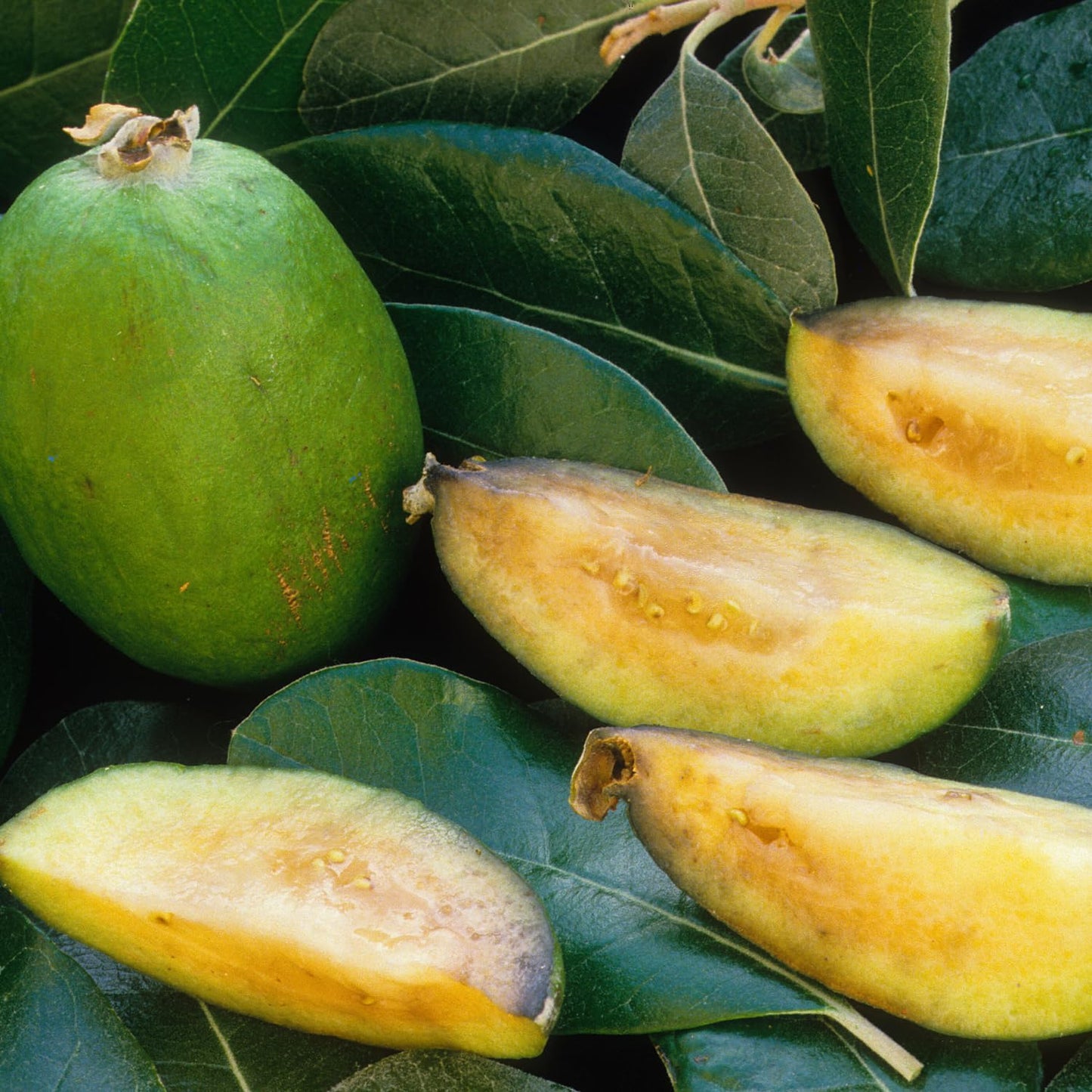 2 Pineapple Guava Trees, Guava Plant Live for Planting Outdoor, Fruit Tree Plant from 5 Inc Long