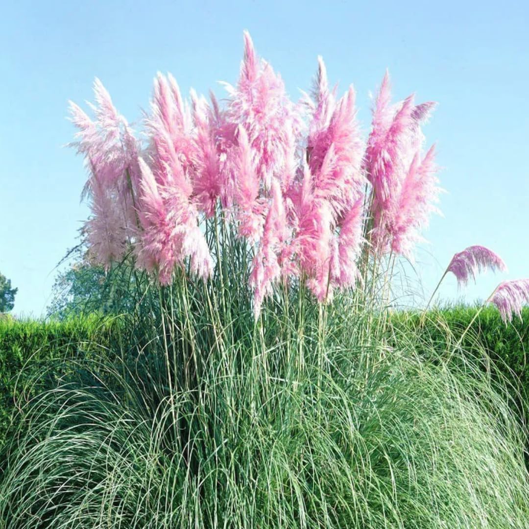 2 Grass Ornamental Grasses Seedlings, Live Grass Perennial Hardy Ornamental Plants, Outdoor Planting, 5-9" Tall (Pink Pampas)