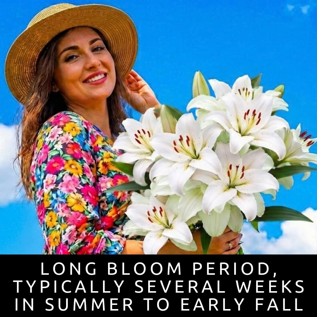 White Oriental Lily Bulbs for Planting - Unique Ruffled Leaves Perennial Lilium Bulbs - Grow Your Own Wedding Flowers (3 Bulbs)
