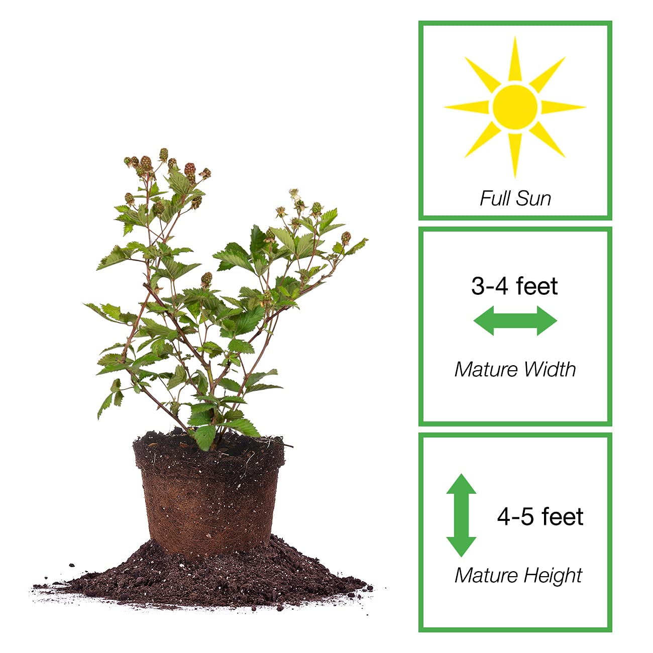 Perfect Plants Ouachita Thornless BlackBerry Bush 1 Gal. Pot Extremely Hardy Large Sweet Berries