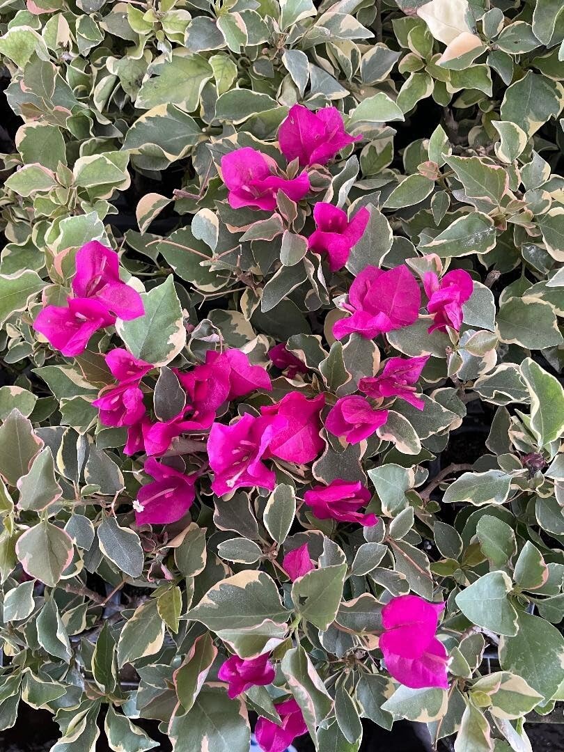 Live Plant - Claret Red Bougainvillea Small Well Rooted Starter Plant