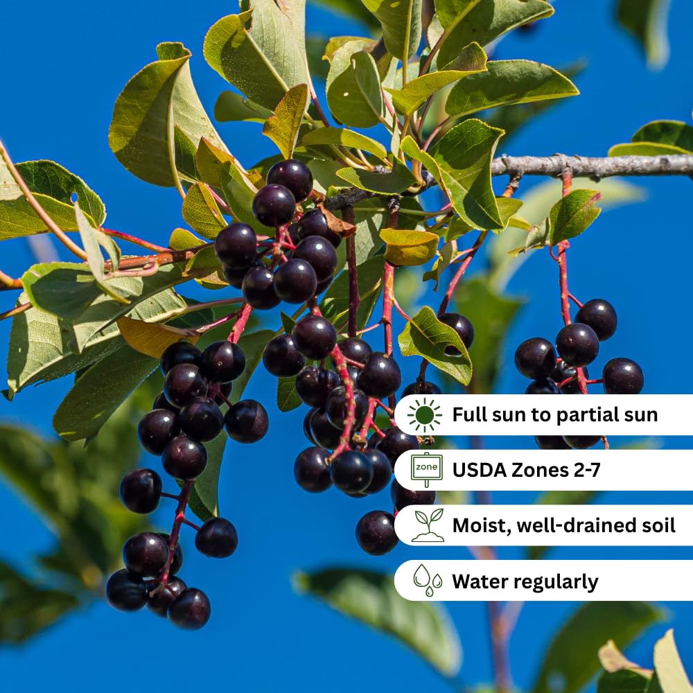 Chokecherry Plant Live, Chokecherry Plant for Planting, 7-9 Inc Tall, Hardy Edible Berry Shrub for Garden and Backyard Growing