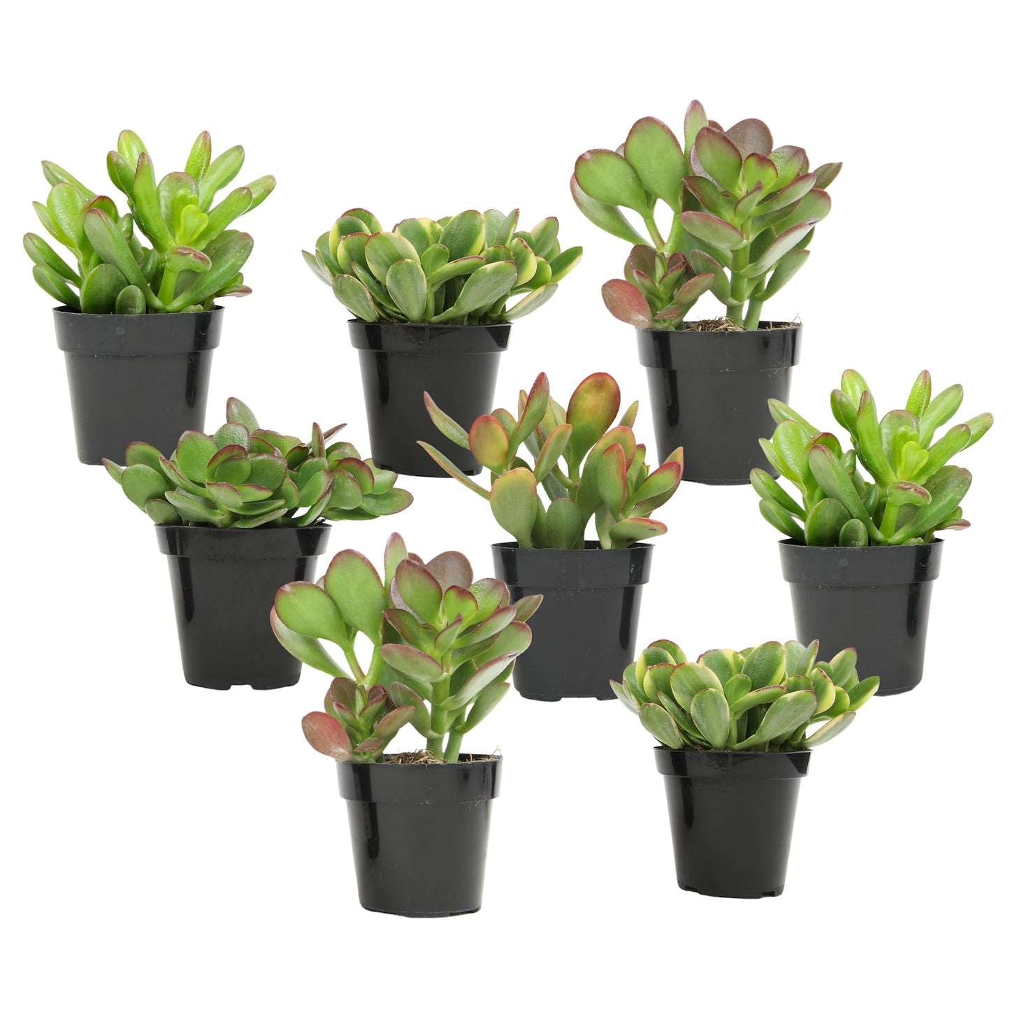 Altman Plants Live Jade Plant Collection (8PK), Classic Jade Plants in 2.5" Pots, Mini Succulents, Sunset Jade, Live Succulents, Crassula Ovata, Variegated Live Plants & House Plants in Succulent Soil
