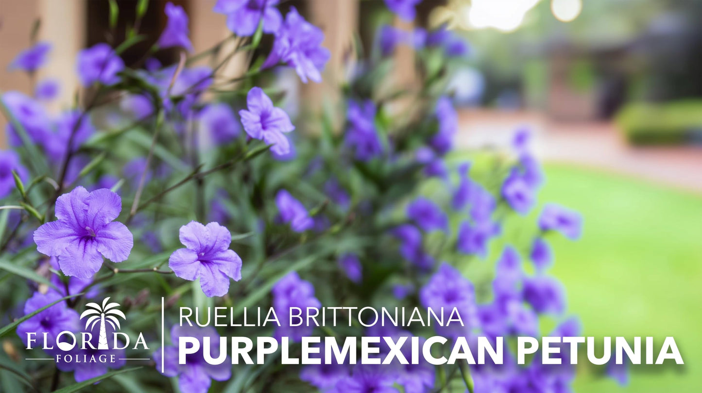 Mexican Petunia Purple | 5 Live 4 Inch Plants | Ruellia Brittoniana | Purple Flowering Landscape Pollinator | Heat Tolerant Groundcover | Outdoor Perennial for Gardens Borders Walkways Containers