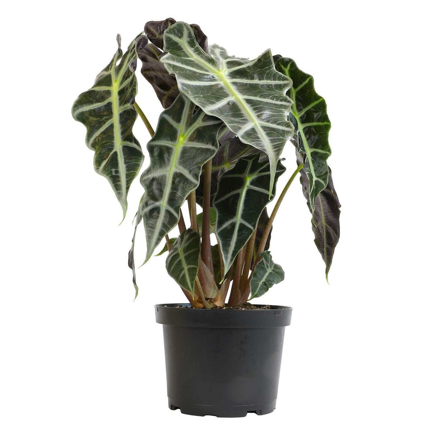 Alocasia Amazonica Polly Elephant Ear Plant in 6" Pot, Office Desk Decor, Easy Care Houseplant for Home or Office, Popular Decorative Houseplants by Plants for Pets