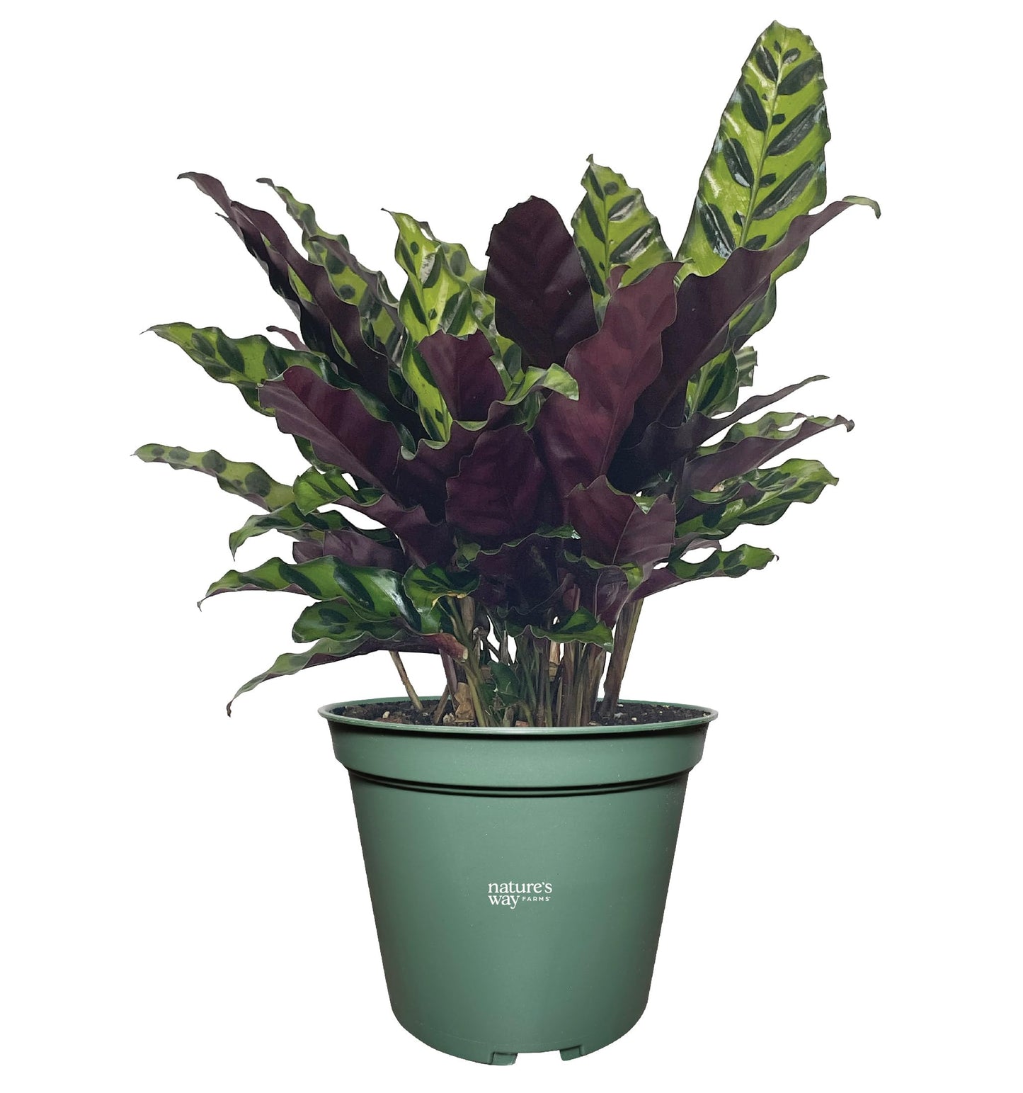 Nature's Way Farms Calathea Rattlesnake, Live Indoor Houseplant, Long Leaf Prayer Plant, Tropical Plant, Pet Safe (8-15 inches Tall) in Growers Pot