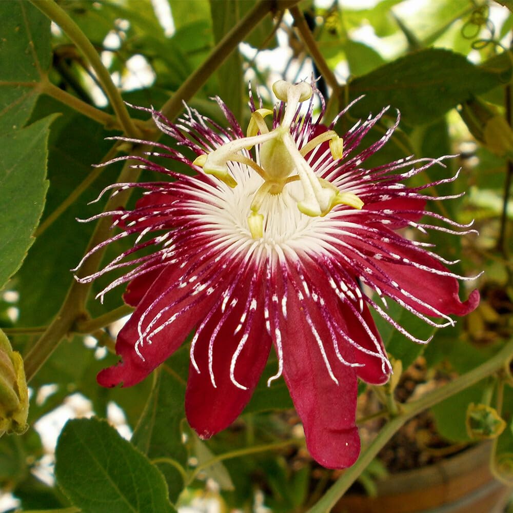 Live Plant - Lady Margaret Red Burgundy Passion Flower Vine Fragrant Live Plant Passiflora