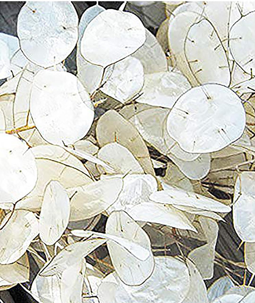 150 Seeds Lunaria - Money Plant Seeds - Marde Ross & Company