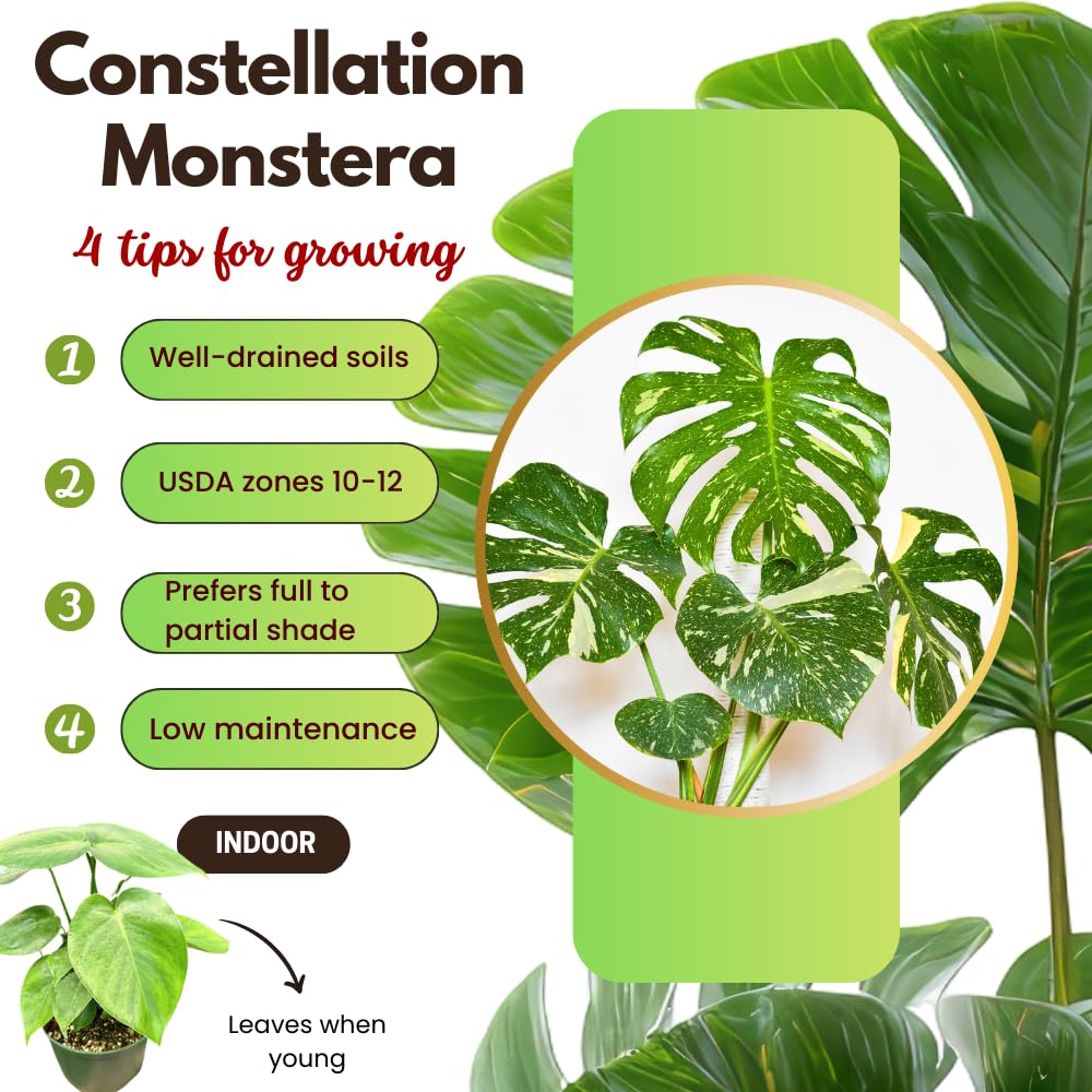 Monstera Plant Live, Starter Plant from 4-6 Inch Tall, Split Leaf Houseplant, Live Monstera Plants Indoor (Constellation)