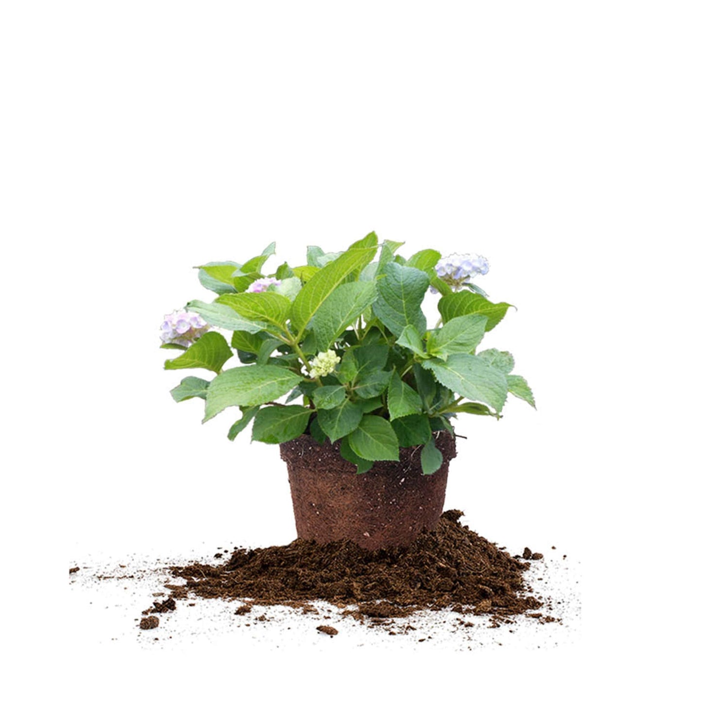 PERFECT PLANTS Penny Mac Hydrangea Live Plant, Includes Care Guide