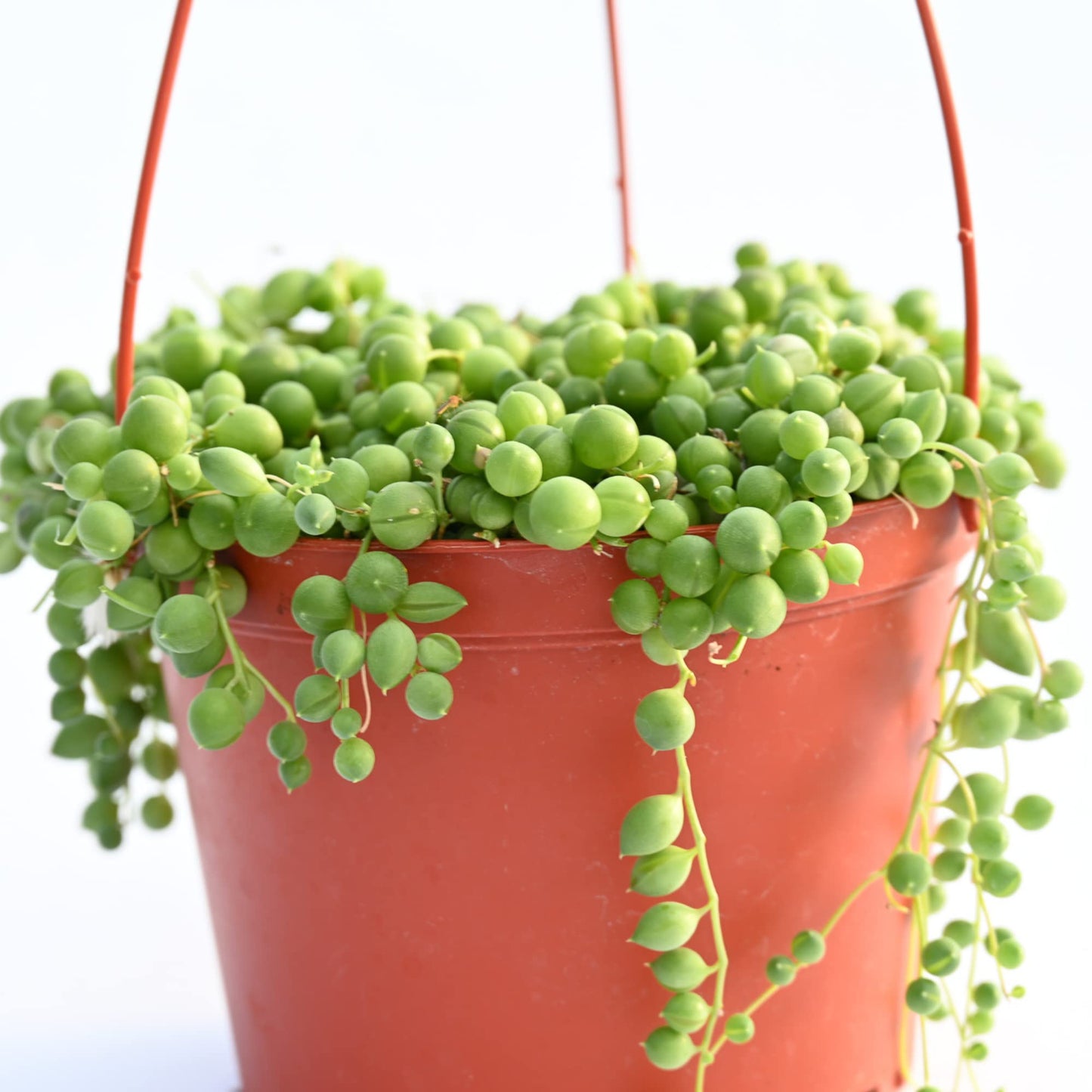 Live Hanging Succulent Plants – Vining Succulent Collection- Fully Rooted Large 6-Inch Hanging Succulent (String of Pearls) (String of Pearls)