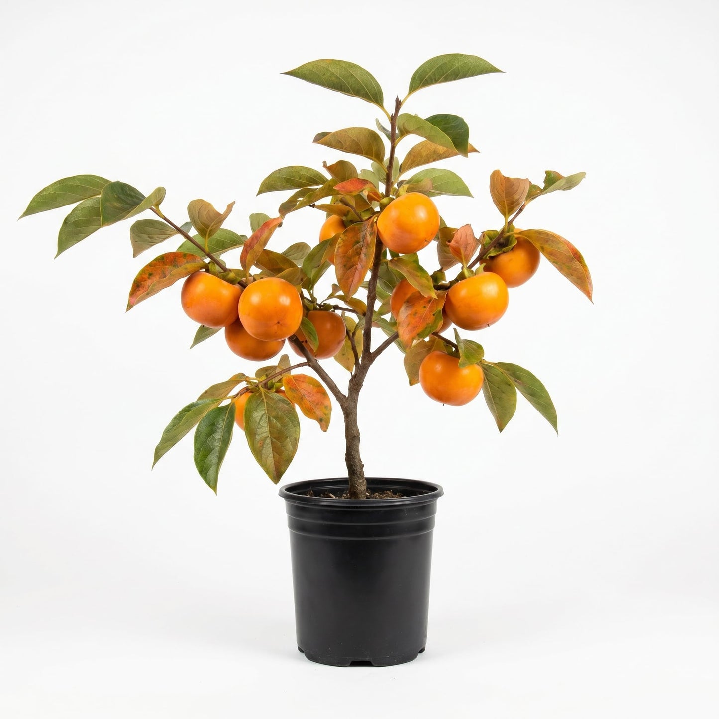 American Persimmon Tree Live Plant, 1 Year Old Persimmon Ready to Plant, Hardy Persimmon Fruit Plant in Quart Pot
