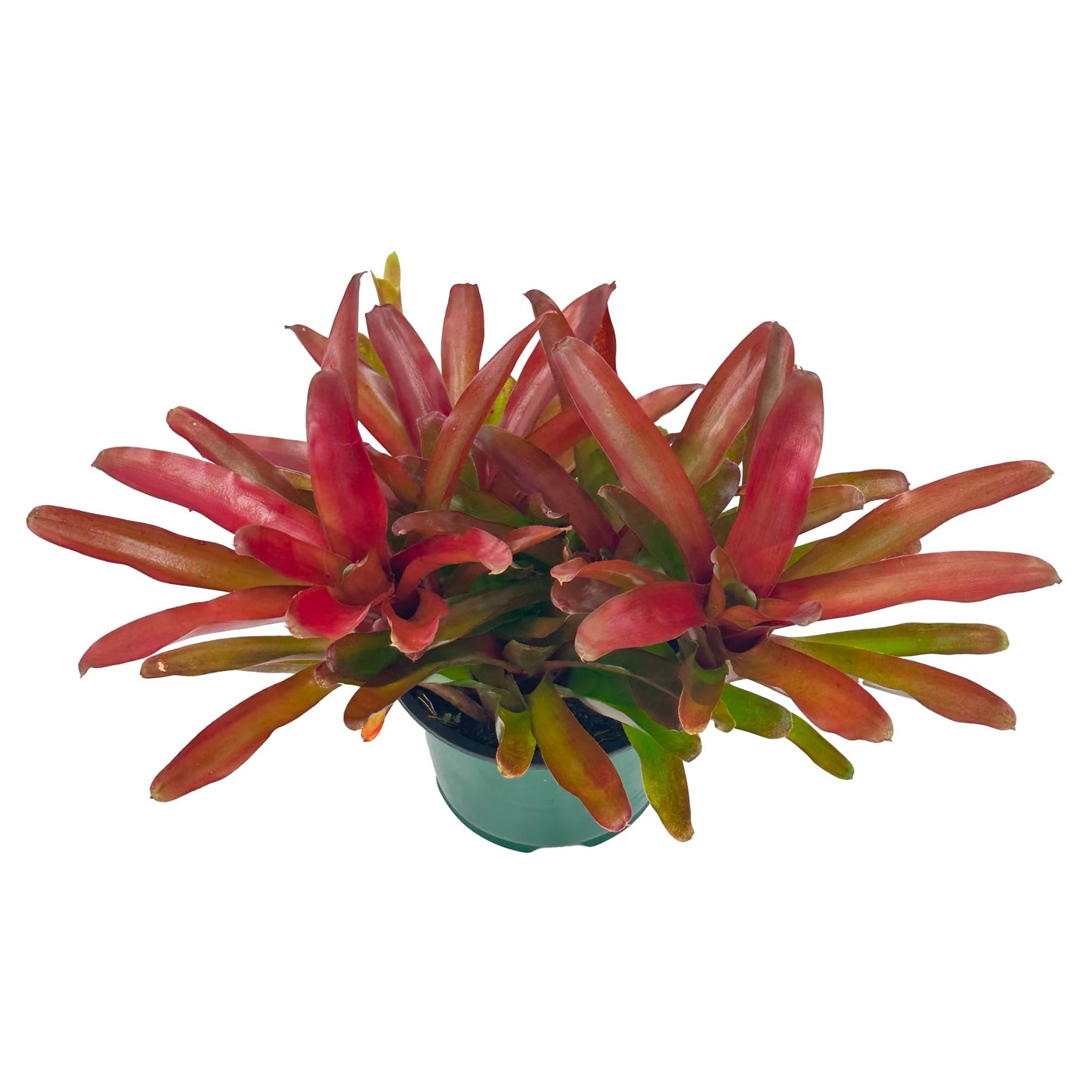 ragnaroc Live Plants - Bromeliad Neoregelia 'Super Fireball', 10-12" in 6" Pot - 1ct - Live Arrival Guaranteed - House Plants for Home Decor & Gift