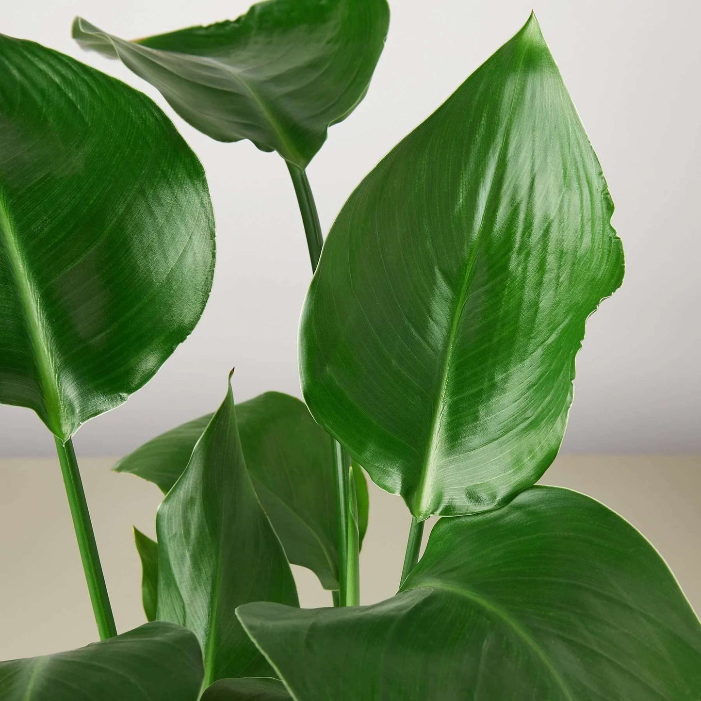 White Bird of Paradise Strelitzia Nicolai Live Plant for Indoor | Different Houseplants in 4'' & 6'' Pot | Real House Plant for Living Room, Office & Desk | Strelitzia Nicolai