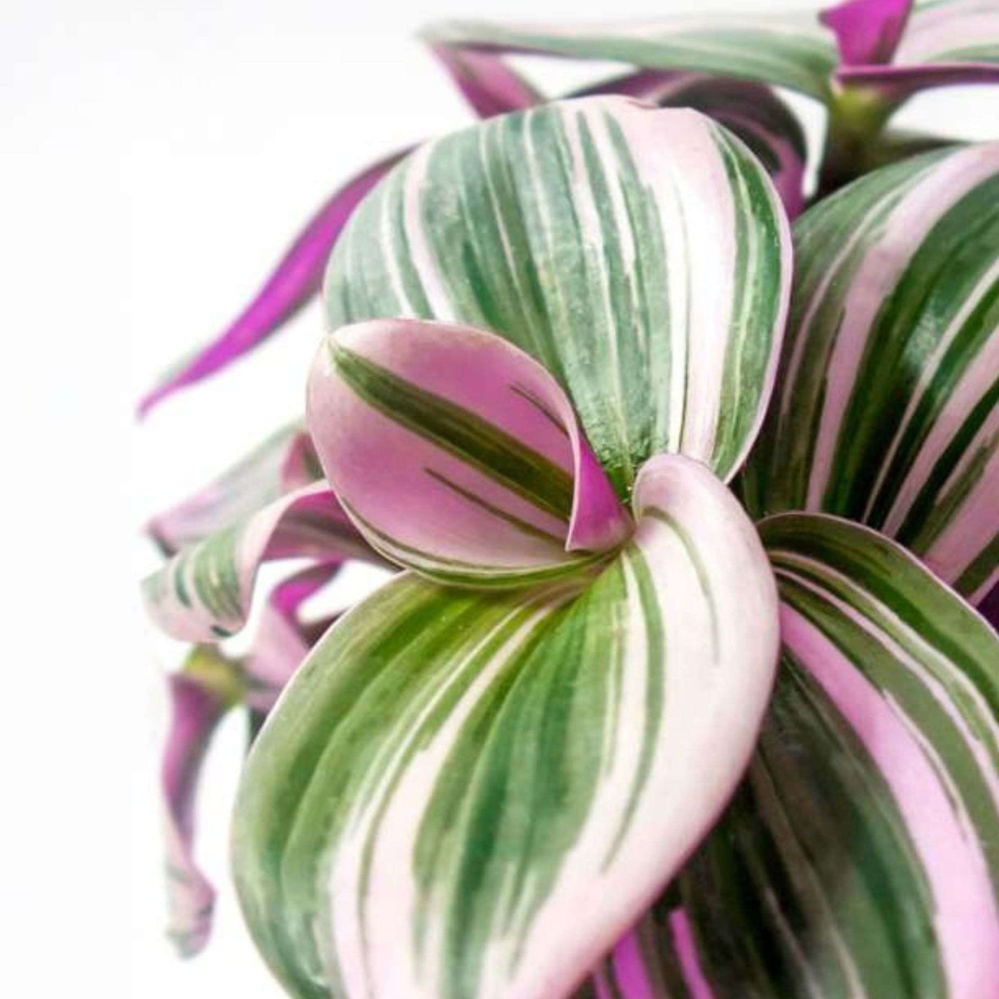 Tradescantia Nanouk Live Plant for Indoor | Different Houseplants in 4'' & 6'' Pot | Real House Plant for Living Room, Office, Desk & Bathroom | Tradescantia albiflora Nanouk