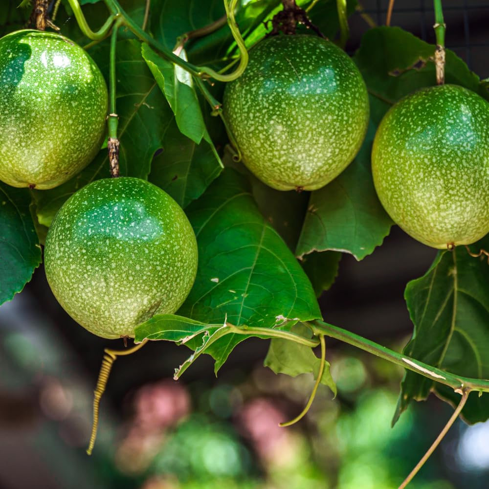 Yellow Passion Fruit Tree Live Plant, Yellow Passionfruit Vine Starter Plant from 5 Inc Tall, Passion Fruit Plant Live