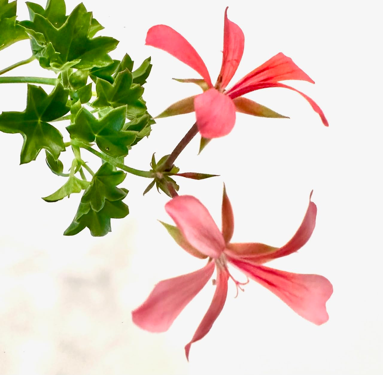 Set of 2 Live Ivy Geranium -Pelargonium Peltatum, Climbing Ivy Leaves with Pink Flowers, 2 Fully Rooted Plants 6-12" Long, Options of Single-Layer or Multi-Layer Petals