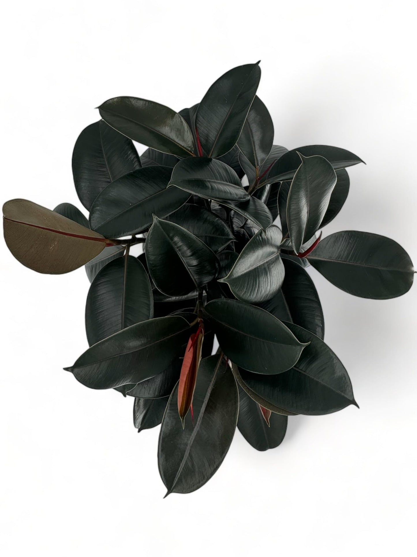 Rubber Tree Live House Plant - Large Indoor Air Purifier Plant - Dark Shiny Petals - Indoor Plants Live Houseplants for Room Decor - Elegant Ficus Burgundy Live House Plants