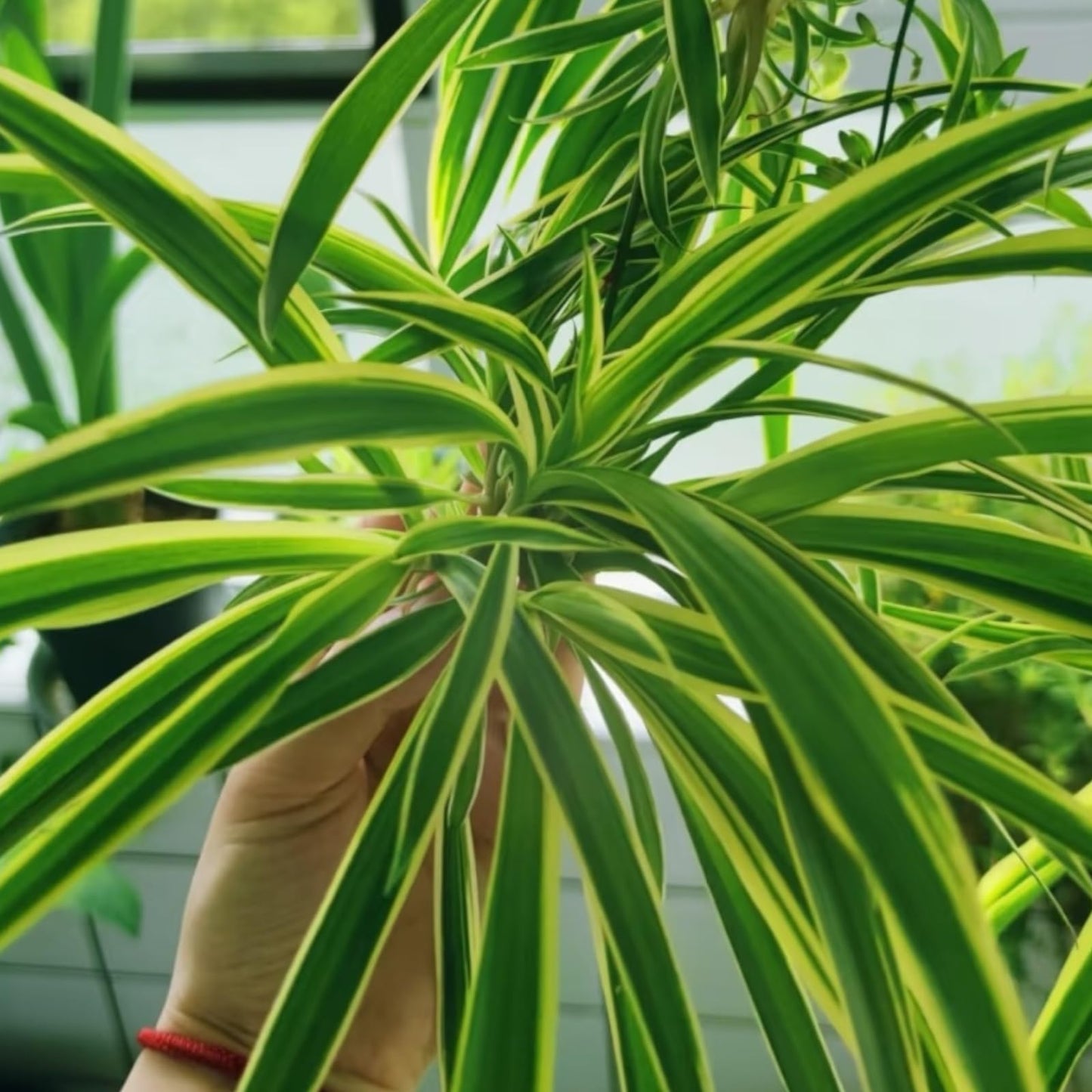 NYGardenia 3 Reverse Variegated Spider Plant Cuttings – Fast-Growing Indoor Houseplants – Easy to Grow Hanging Basket Greenery for Home or Office Décor