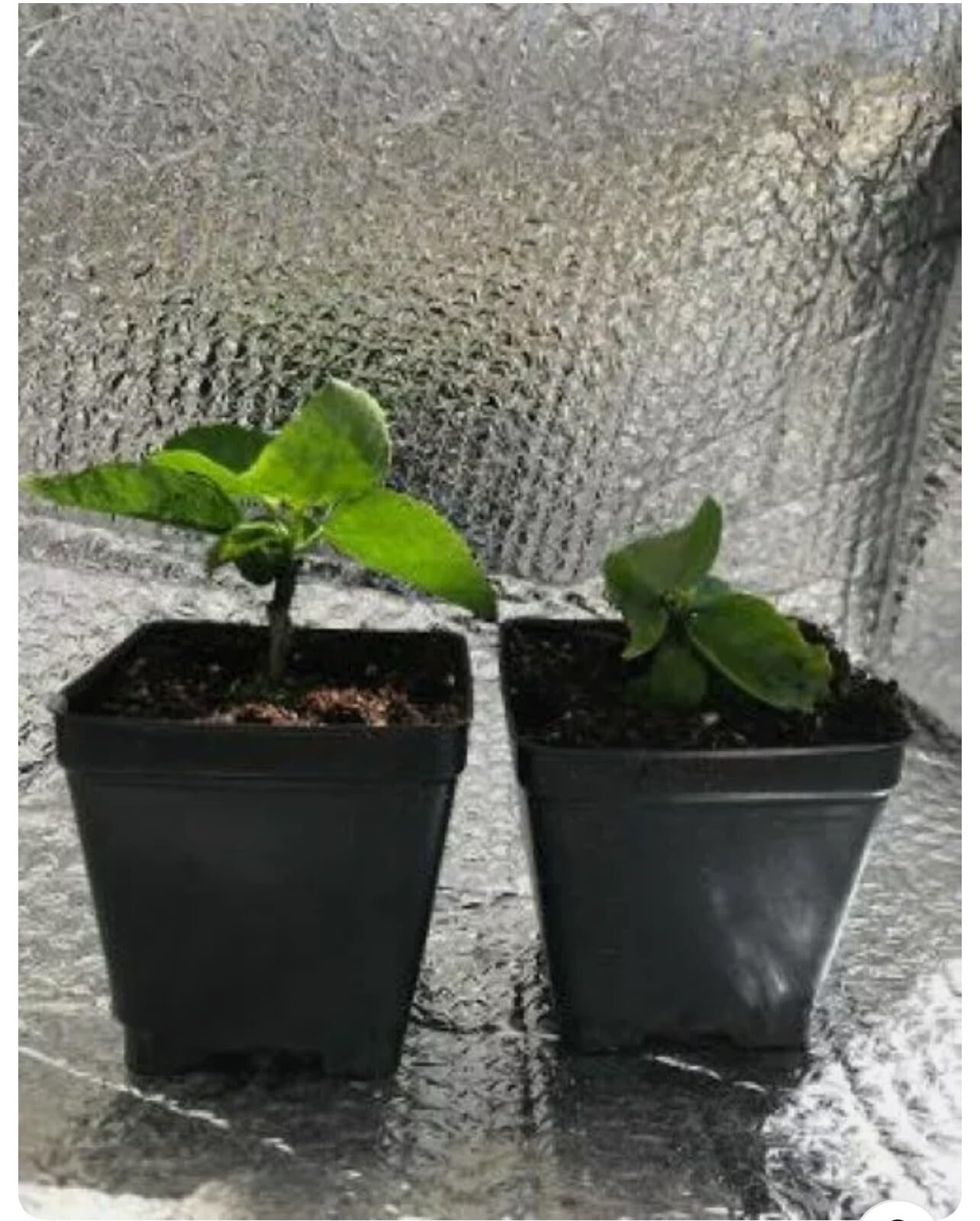 Live Plant - Small Rooted Exotic Tropical Hibiscus Starter Plant