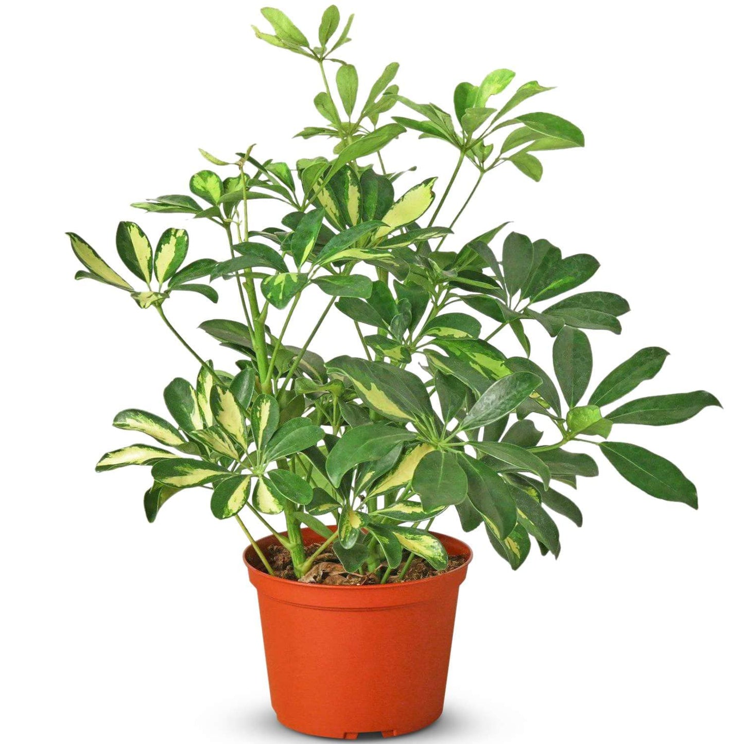 Schefflera Variegated Live Plant for Indoor | Different Houseplants in 4'' & 6'' Pot | Real House Plant for Living Room, Office, Desk & Bathroom | Dwarf Umbrella Tree | Arboricola