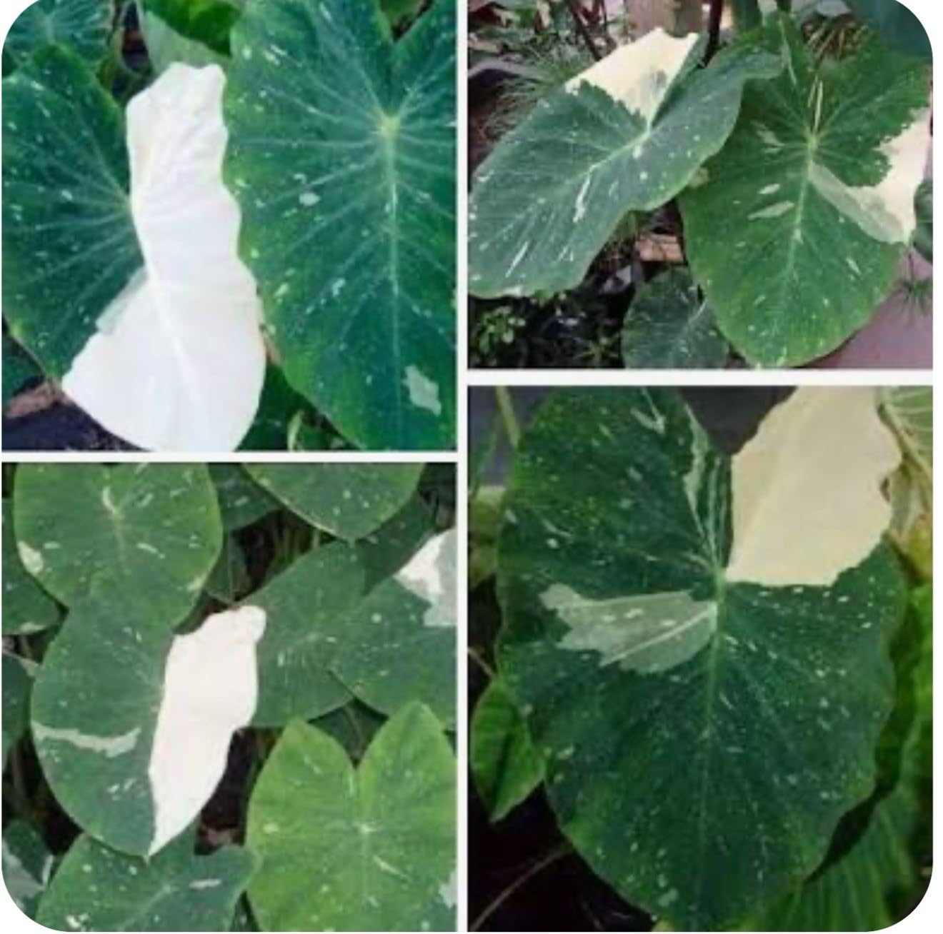 Live Plant - Colocasia esculenta- Elephant Ear - Small Rooted Starter Plant