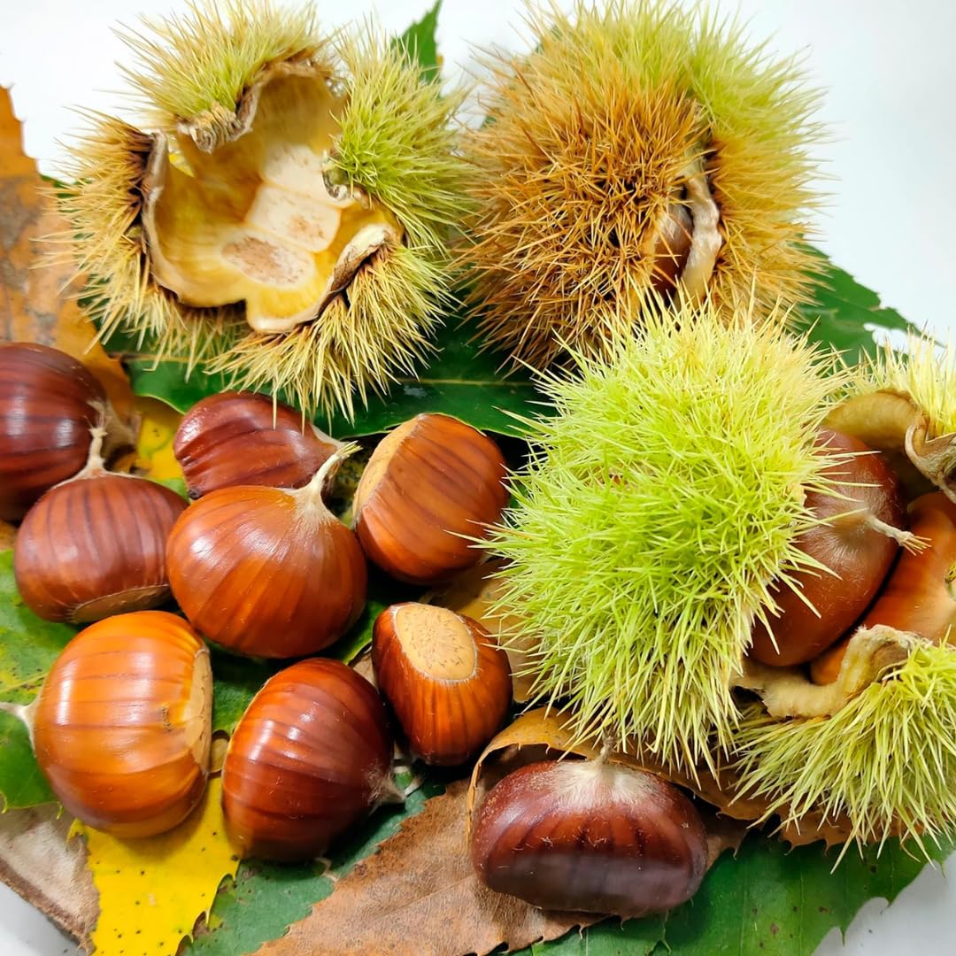 3 Years Old Chestnut Tree Live Plant, 2-3 Feet in 3 Gallon Well Rooted, Cold Hardy Chesnut Plant for Outdoor Spring Planting, No Ship to CA