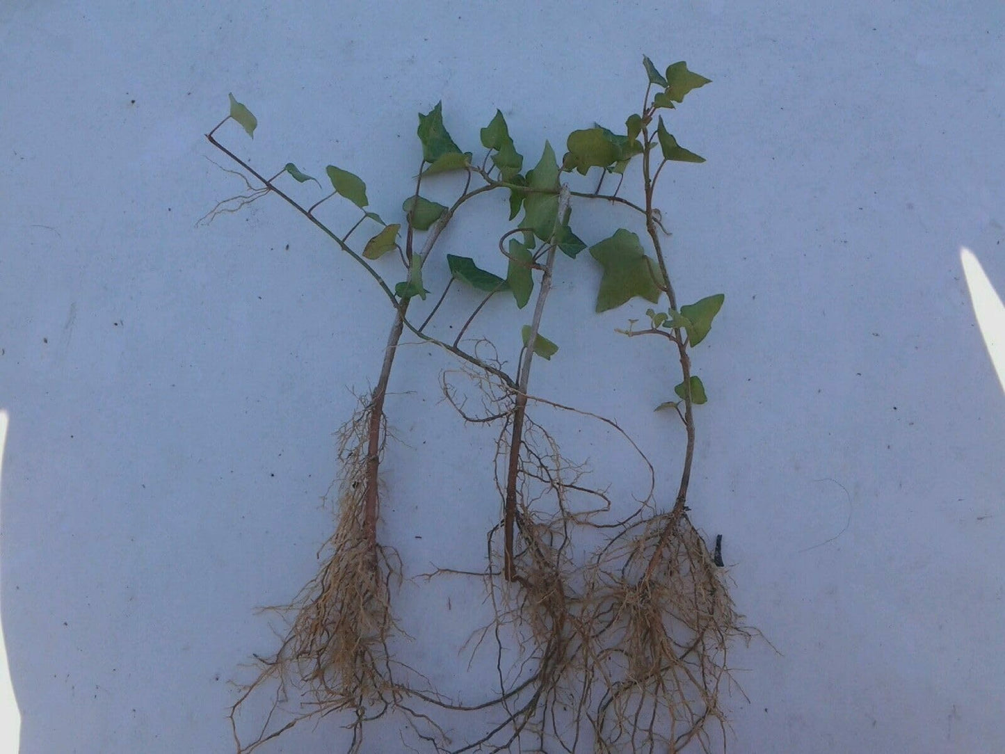 Live Plant - 5 Baltic Sub-Zero English Ivy Bareroot Plants, 6-12" Tall - Hedera Helix Baltica