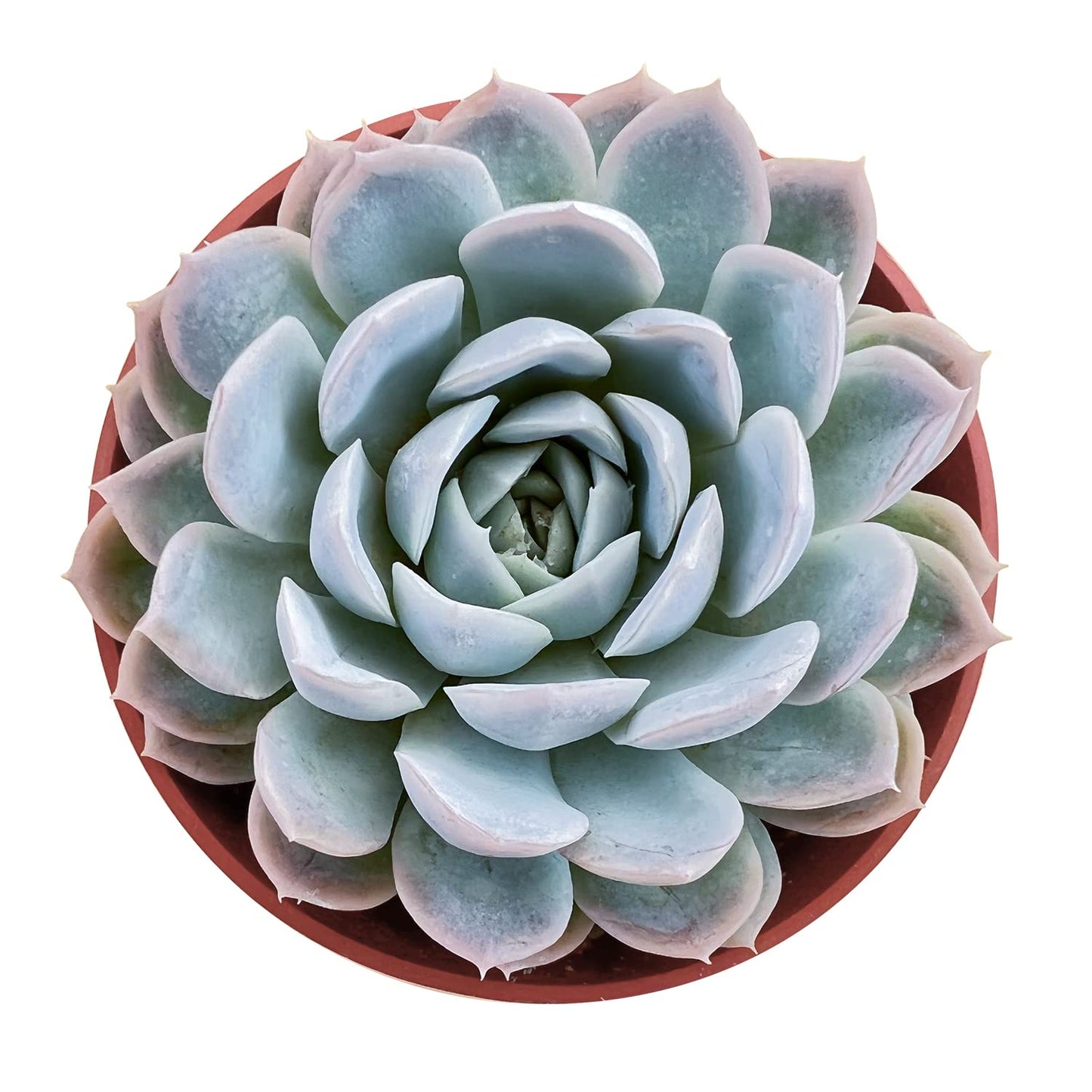 Sprout N Green Echeveria Elegans Mexican Snowball, Live Mini Succulent Plant Fully Rooted in 4" Pot, Indoor Outdoor Home Office Wedding Decoration Party Favor