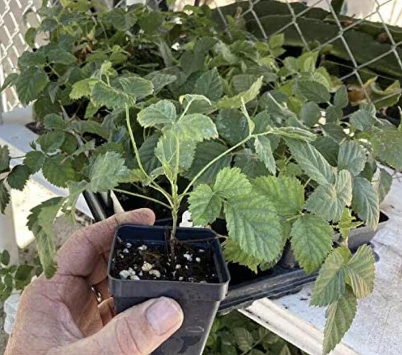 Boysenberry Plants - Pack of 2 (Two) - Mix Between Raspberry BlackBerry Loganberry Dewberry Plants for Planting - 4-6 inch Starter Plants - Fruit Tree Live Plant