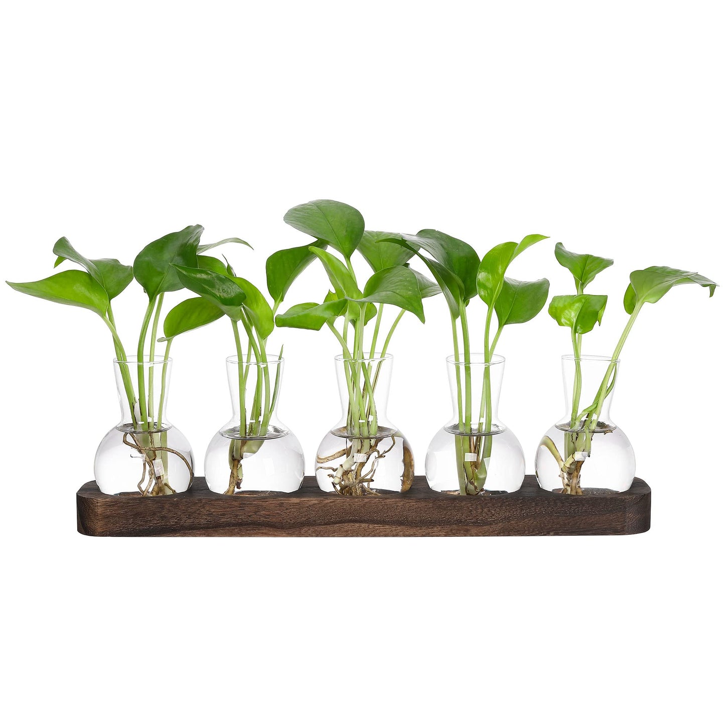 YIBOT Plant Propagation Stations,Glass Propagation Vases for Plants Terrarium with Wooden Tray Plant Lover Gifts for Propagating Hydroponic Plants Home Office Decor(5 Vase)