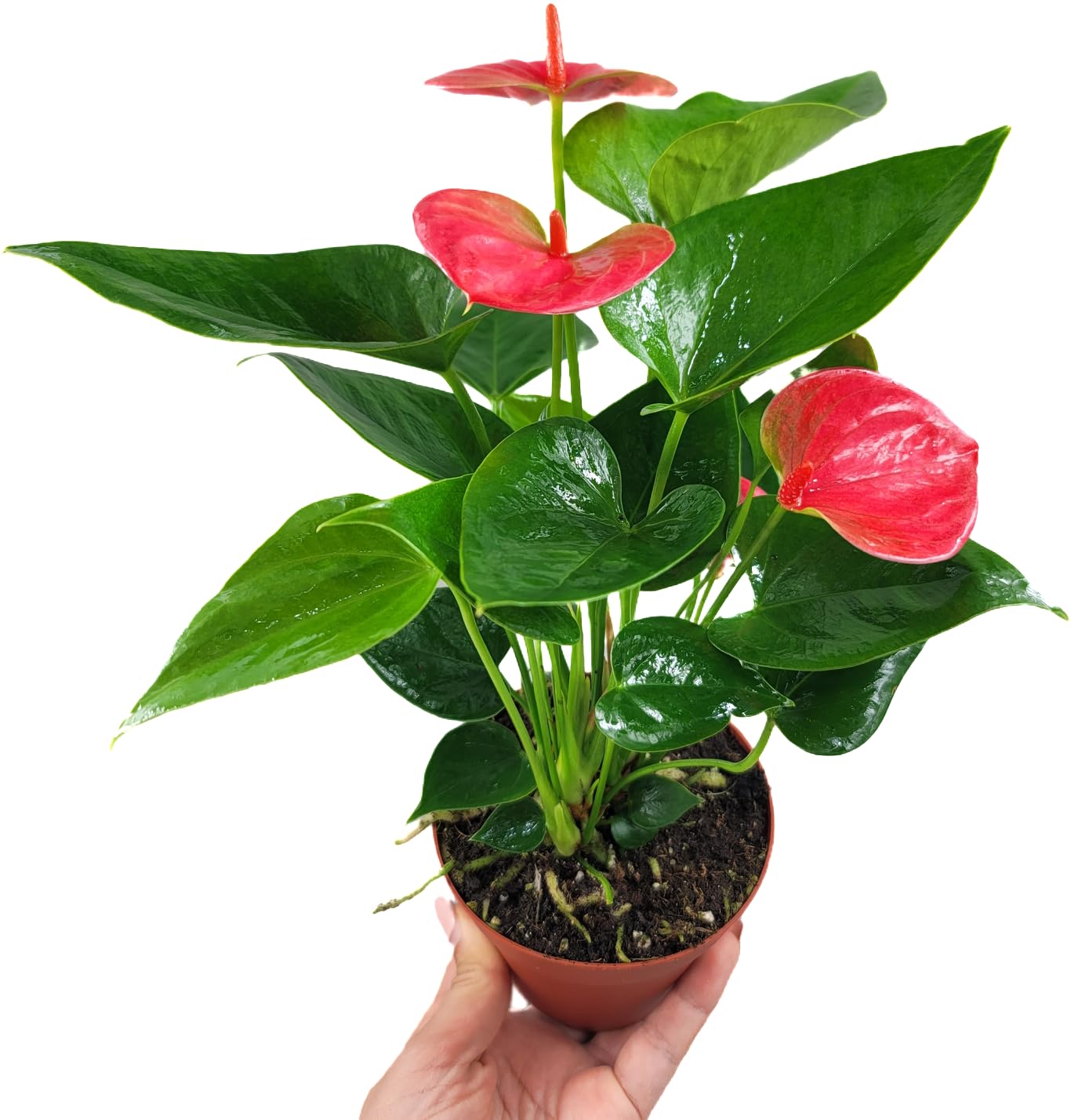 Anthurium Live Plant Pink Flowers - Anthurium Andraeanum Pink Flower - Anthurium Plants Live House Plants - Heart-Shaped Leaves - Available in 4" & 6" Pot - CA Seller (Small Plant, 4" Pot)