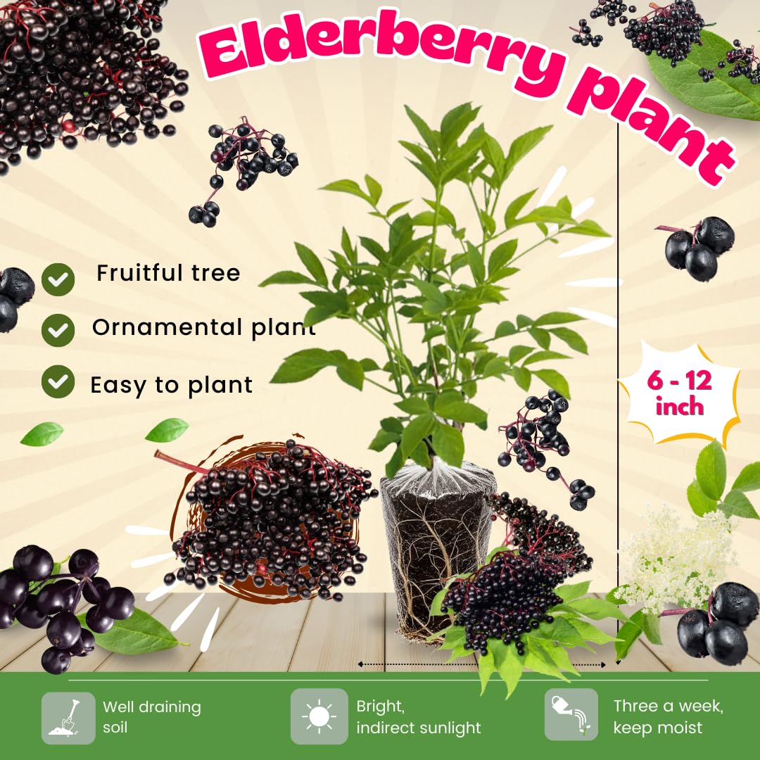 2 Black Elderberry Plants Live to Grow 6 to 12 Inch Tall, American Elderberries Bush, Berry Fruit Tree