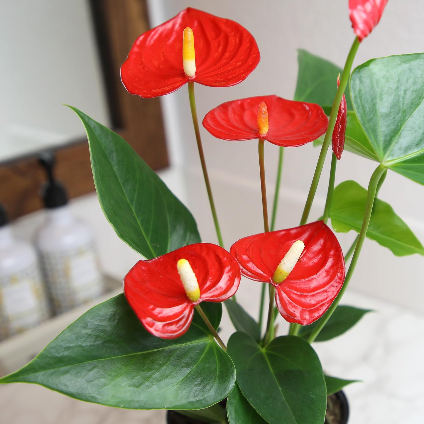 Altman Plants Red Anthurium Live Plant Decor in 4 Inch White Plastic Plant Pot, Easy to Grow Desk Plant, Easy Plant Gift, Decorative Indoor Plant, Live Anthuriums Live Plants Grown in Potting Soil Mix