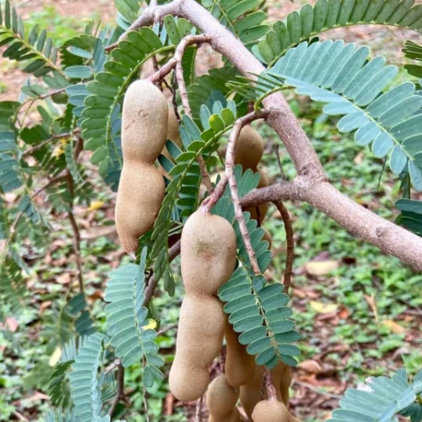 Tamarind Tree Live Plant, Tropical Tamarind Fruit Tree, 2-3 Feet in Gal Pot, Outdoor Planting