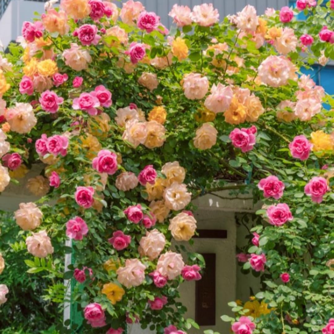 Single Color Random Climbing Rose Live Plant, Fragrant Rose Bush Ready to Plants, Zone 5 to 9, Size 5 to 7 Inches and Bare Root
