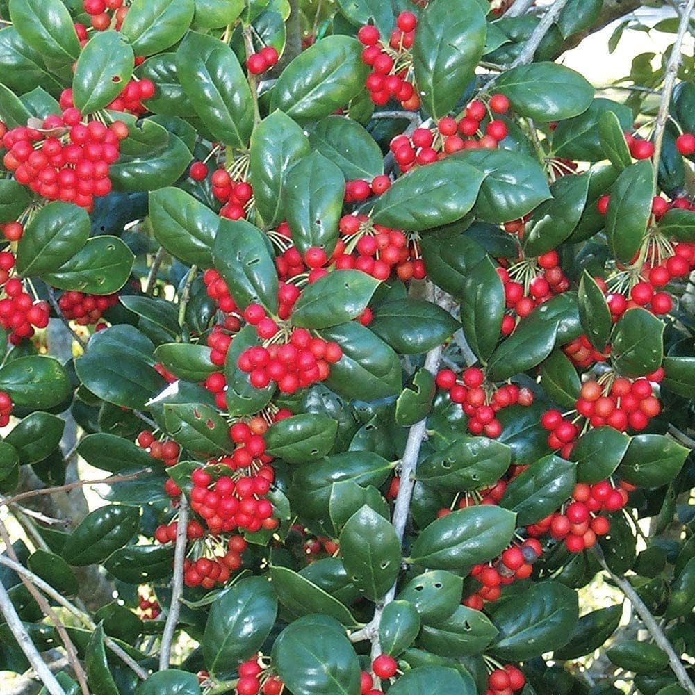 Dwarf Burford Holly - 30 Live Plants - Ilex Burfordi Evergreen Hedge Red Berries Tree Shrub
