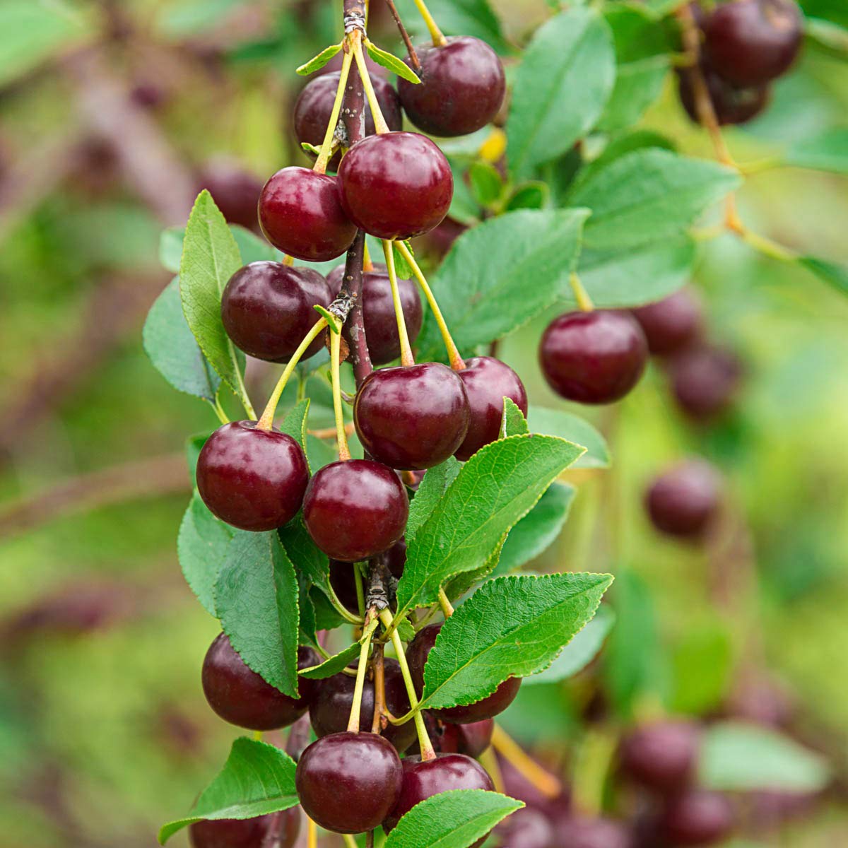 GURNEY'S - Romeo Dwarf Cherry Tree –Produce Large, Sweet and Juicy Fruit - Ships as a Jumbo Bareroot - Due to State restrictions Can't Ship to CA, CO, MT, OR or WA