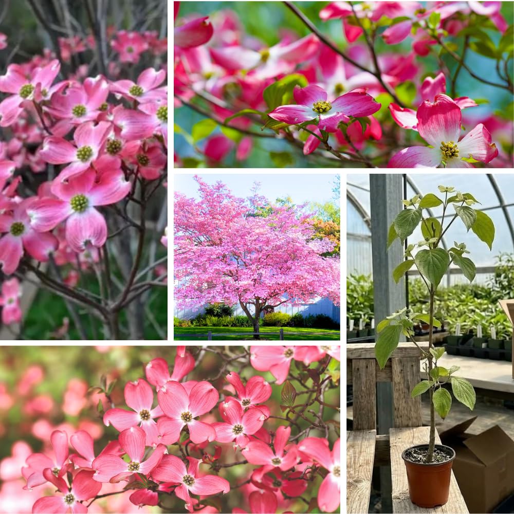 Pink Dogwood Tree Live Plant for Planting, 8-14 Inch Height, Quart Pot Size, Dogwood Live Plant Dogwood Bush Shrub, Dogwood Plant Live, Dogwood Flowers