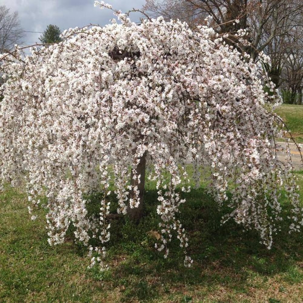 2 Weeping Cherry Blossom Tree Plants, 8 to 12 Inch Tall Live Cherry Blossom Plant in Pot, White Weeping Cherry Blossom Flowers Live Plant, Cherry Blossom Tree Live Ready to Plant